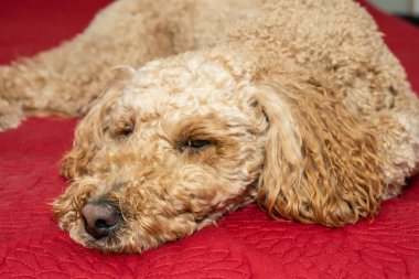 Avustralya Labradoodle, Labrador Retriever, Fino ve Cocker Spaniel 'in karışımıdır..