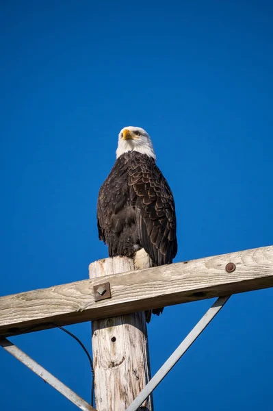 Águia Branca Haliaeetus Leucocephalus Uma Ave Rapina Encontrada América Norte — Fotografia de Stock