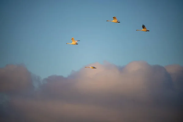 Cygnus Buccinator Uma Espécie Cisne Família Cygnus Pássaro Vivo Mais — Fotografia de Stock