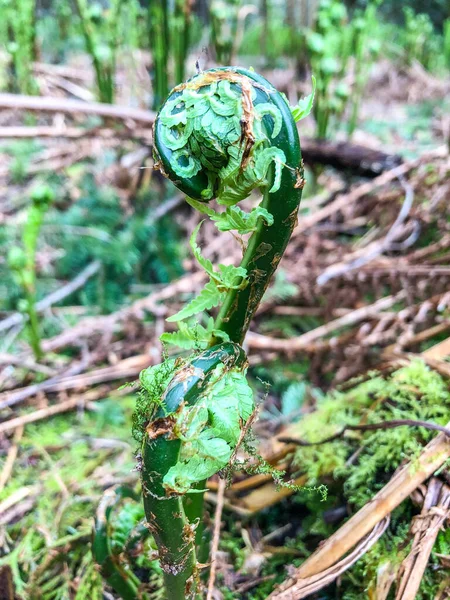 Alpine Wood Fern Dryopteris Wallichiana Robust Species Deciduous Semi Evergreen — Stock Photo, Image