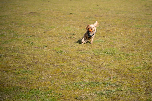 Australian Labradoodle Uma Mistura Entre Labrador Retriever Poodle Cocker Spaniel — Fotografia de Stock