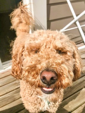 Avustralya Labradoodle, Labrador Retriever, Fino ve Cocker Spaniel 'in karışımıdır..