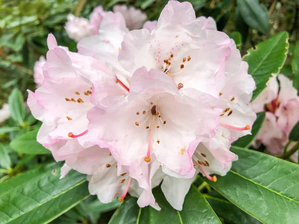 Rhododendron Principis Pequeño Árbol Siempreverde Con Hojas Coriáceas Flores Rosadas —  Fotos de Stock