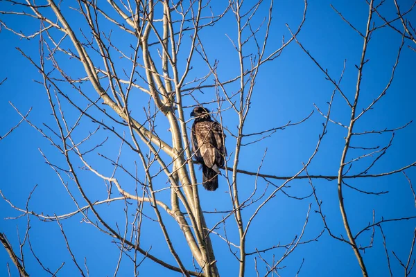 Águila Calva Haliaeetus Leucocephalus Ave Rapaz Que Encuentra América Del —  Fotos de Stock