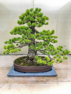 Japon beyaz çamı (Pinus parviflora), çamgiller (Pinus) familyasından bir çam ağacı türü..