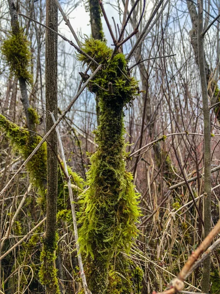 Mercer Slough Nature Park Humedal 320 Acres Poblado Helechos Arbustos — Foto de Stock