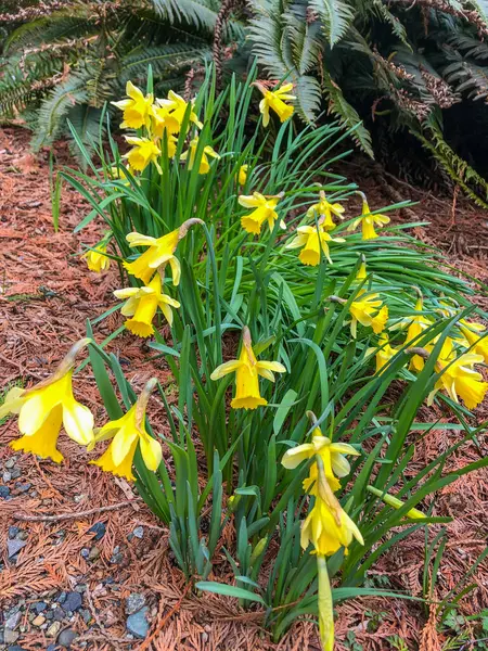 Lírio Quaresmal Narcissus Pseudonarcissus Uma Planta Com Flor Perene Que — Fotografia de Stock