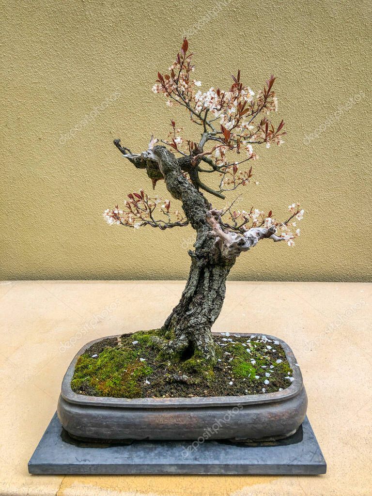 La ciruela cereza (Prunus cerasifera) es una especie de ciruela