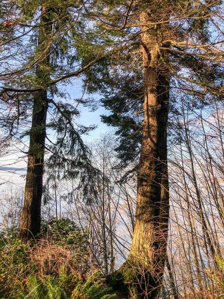 Carkeek Park Park Powierzchni Położony Dzielnicy Broadview Seattle Stanie Waszyngton — Zdjęcie stockowe