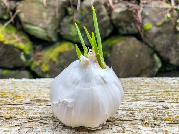 Garlic Allium Sativum Species Onion Genus Allium — Stock Photo, Image