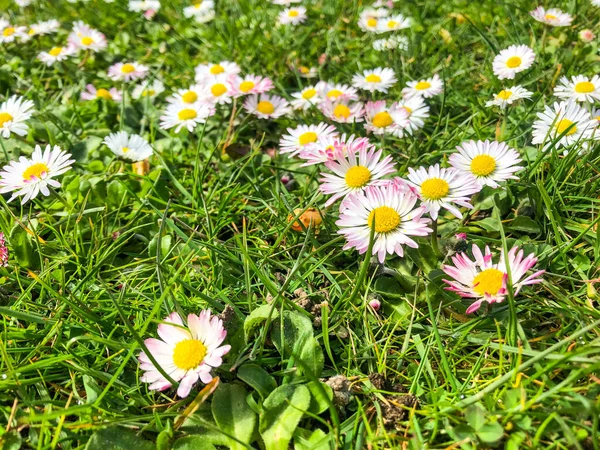 Közönséges Százszorszép Bellis Perennis Egy Közös Európai Százszorszép Faj Asteraceae — Stock Fotó