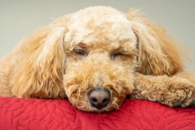 Avustralya Labradoodle, Labrador Retriever, Fino ve Cocker Spaniel 'in karışımıdır..