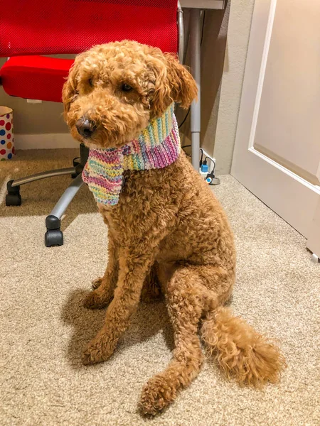 Australian Labradoodle Blandning Mellan Labrador Retriever Poodle Och Cocker Spaniel — Stockfoto