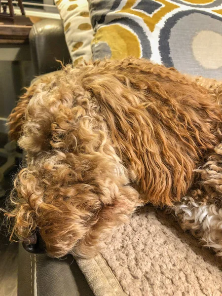 Australian Labradoodle Una Mezcla Entre Labrador Retriever Poodle Cocker Spaniel — Foto de Stock