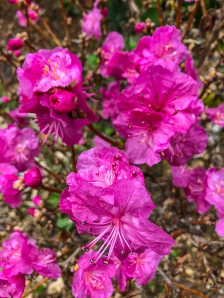Koreaanse Rhododendron Rhododendron Mucronulatum Een Rhododendron Uit Familie Rhododendron Rhododendron — Stockfoto