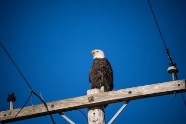 Kel Kartal (Haliaeetus leucocephalus), Kuzey Amerika 'da bulunan bir yırtıcı kuş türüdür. Geniş açık su kütlelerinin yanında, bol besin kaynakları ve yuva yapmak için yetişen ağaçlarla birlikte bulunur..