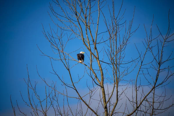 Águila Calva Haliaeetus Leucocephalus Ave Rapaz Que Encuentra América Del —  Fotos de Stock