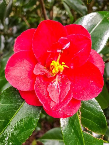 Camellia Een Geslacht Uit Grassenfamilie Theaceae Komen Voor Oost Zuid — Stockfoto