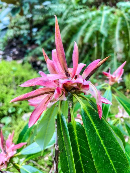 Rhododendron Genestrianum Diese Seltene Und Zarte Rhododendron Art Blüht Derzeit — Stockfoto