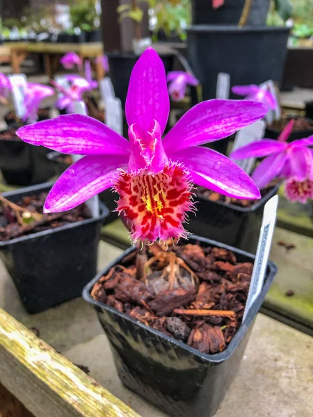 Rhododendron Species Foundation Botanical Garden Acres Ist Ein Gemeinnütziger Botanischer — Stockfoto