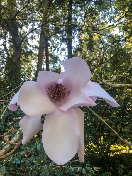 Magnolia Sargentiana Magnoliaceae Familyasından Bir Bitki Türü Sichuan Yunnan Meydana — Stok fotoğraf