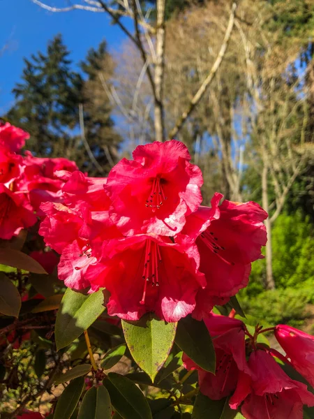 Rhododendron Ist Eine Gattung Von 024 Gehölzarten Aus Der Familie — Stockfoto