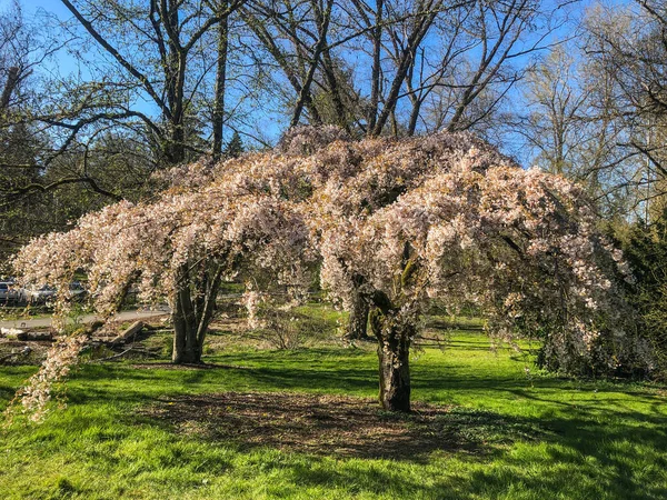 Yoshino Cherry Prunus Yedoensis Een Hybride Kers Van Tussen Prunus — Stockfoto