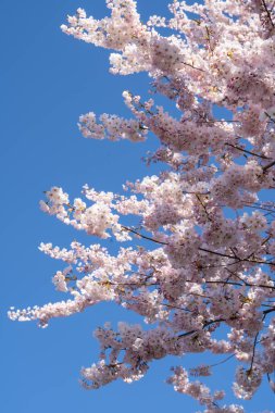 Yoshino kirazı (Prunus yedoensis), Prunus speciosa (Oshima zakura) ile Prunus pendula f. ascendens (Edo higan) arasında bir melez kirazdır.