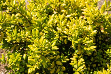 Fortune 's spindle (Euonymus fortune), Çelastraceae familyasından Çin, Kore, Filipinler ve Japonya' ya özgü bir bitki türü..