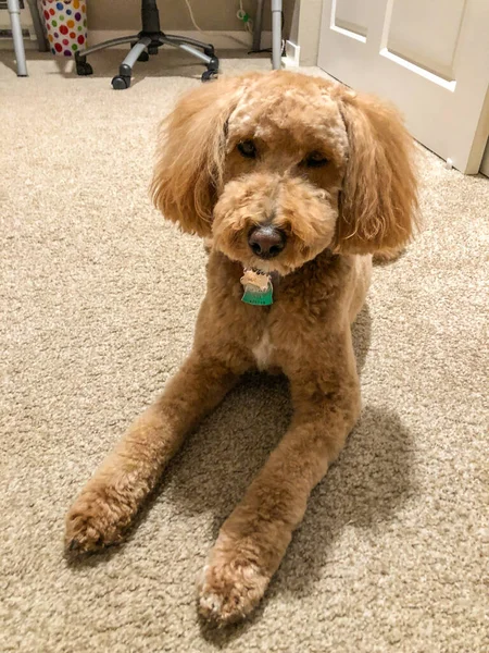 Australian Labradoodle Смесь Лабрадорского Ретривера Пуделя Кокер Спаниеля — стоковое фото