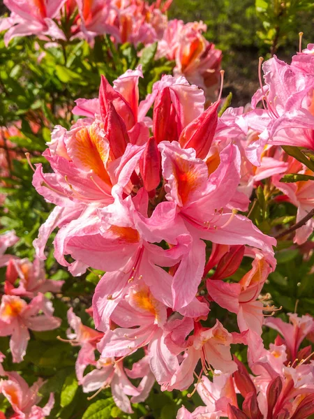 Azalealar Rododendron Cinsinde Çiçek Açan Çalılardır Azaleas Baharda Açar Çiçekleri — Stok fotoğraf