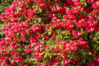 Rhododendron, Çayırgiller (Ericaceae) familyasından 1.024 ağaçlık bir bitki cinsidir.