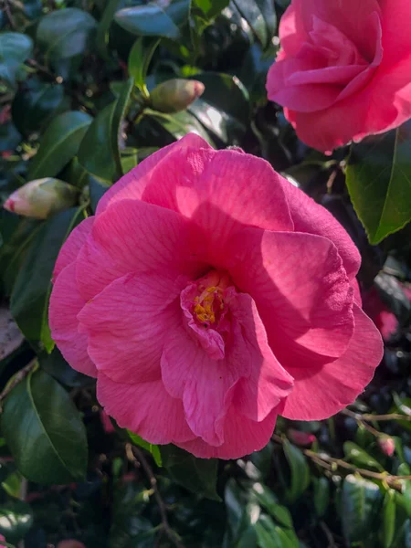 Japanische Kamelie Camellia Japonica Ist Eine Der Bekanntesten Arten Der — Stockfoto