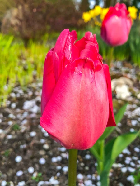 Tulpaner Tulipa Bildar Ett Släkte Vårblommande Perenna Örtartade Buskliknande Geofyter — Stockfoto