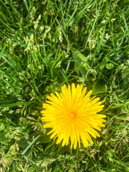 一般的なタンポポ Taraxacum Officinale アスタリスク科のタンポポ属の開花草本多年草です 作曲家 一般的なタンポポは 多くのシルの丸いボールに変わる黄色の花の頭でよく知られています — ストック写真