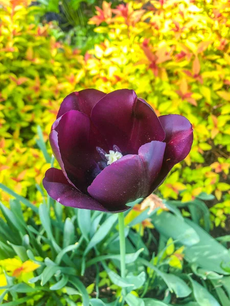 Los Tulipanes Tulipa Forman Género Geófitos Bulbosos Herbáceos Perennes Florecientes —  Fotos de Stock