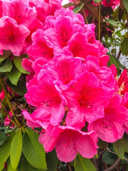 Rhododendron Ist Eine Gattung Von 024 Gehölzarten Aus Der Familie — Stockfoto