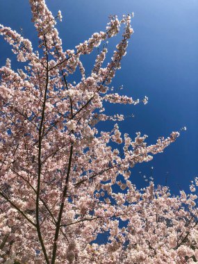 Yoshino kirazı (Prunus yedoensis), Prunus speciosa (Oshima zakura) ile Prunus pendula f. ascendens (Edo higan) arasında bir melez kirazdır.