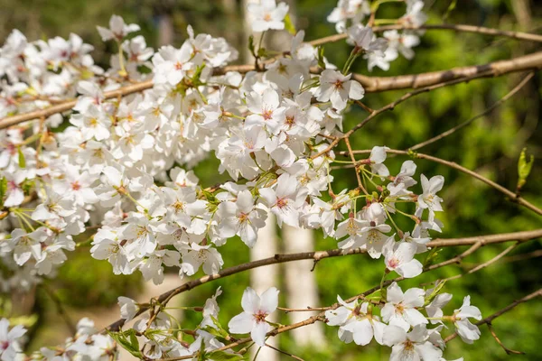 Cereja Taiwan Prunus Campanulata Uma Espécie Cereja Nativa Japão Taiwan — Fotografia de Stock