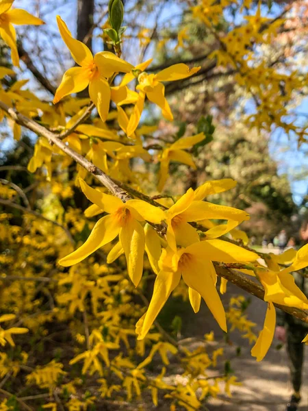 Határ Forsythia Forsythia Intermedia Egy Díszítő Lombhullató Cserje Kerti Eredetű — Stock Fotó