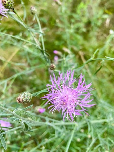 Knapweed Plamisty Centaurea Stothe Jest Gatunkiem Centaurea Pochodzącym Europy Wschodniej — Zdjęcie stockowe