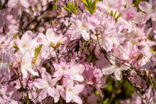 Azaleor Blommande Buskar Slã Ktet Rhododendron Rskilt Tidigare Sektionerna Tsutsuji — Stockfoto