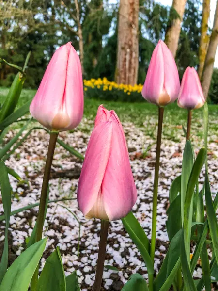 Tulipány Tulipa Tvoří Rod Trvalých Bylinných Cibulovitých Geofytů Jarními Květy — Stock fotografie