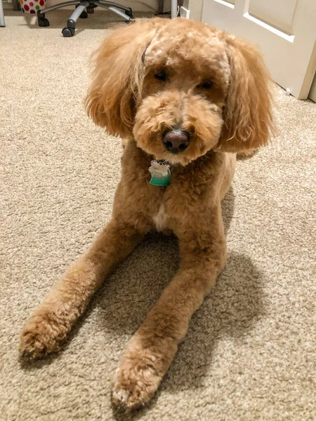 Australian Labradoodle Суміш Між Labrador Retriever Poodle Cocker Spaniel — стокове фото