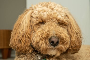 Avustralya Labradoodle, Labrador Retriever, Fino ve Cocker Spaniel 'in karışımıdır..