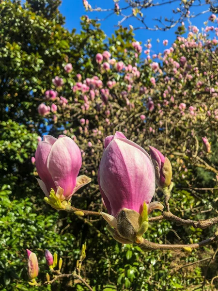 Tefatsmagnolia Magnolia Soulangeana Hybridväxt Släktet Magnolia Och Familjen Magnoliaceae Det — Stockfoto