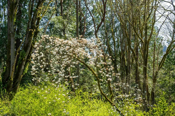 Washington Üniversitesi Nin Ortak Projesi Olan Washington Park Botanik Bahçesi — Stok fotoğraf