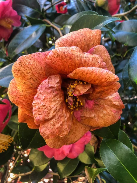 Camellia Japonica Una Las Especies Más Conocidas Del Género Camellia —  Fotos de Stock