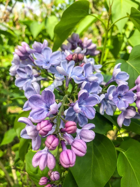 Syringa Vulgaris Una Especie Planta Con Flores Perteneciente Familia Oleaceae —  Fotos de Stock