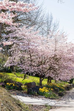 Yoshino kirazı (Prunus yedoensis), Prunus speciosa (Oshima zakura) ile Prunus pendula f. ascendens (Edo higan) arasında bir melez kirazdır.